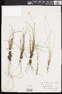 Carex exilis image