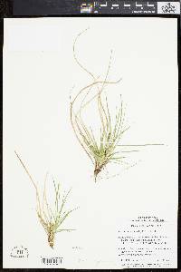 Carex tonsa image