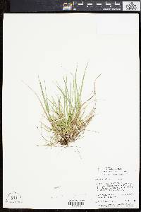 Carex tonsa image