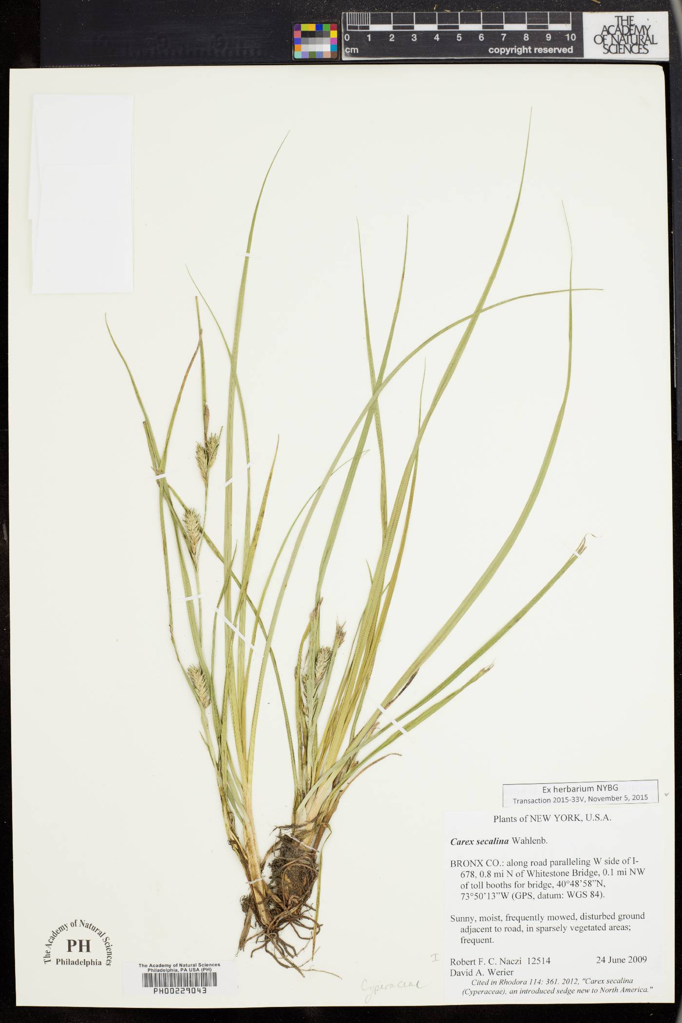 Carex secalina image