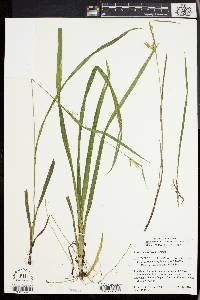 Carex lonchocarpa image