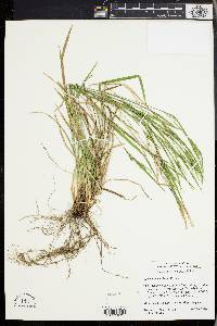 Carex hitchcockiana image