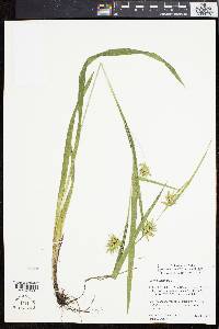 Carex folliculata image