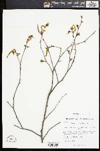 Betula populifolia image