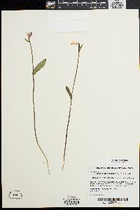 Pogonia ophioglossoides image