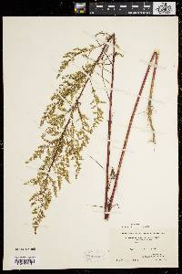 Artemisia annua image