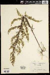 Artemisia annua image