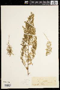 Artemisia annua image