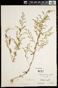 Artemisia annua image