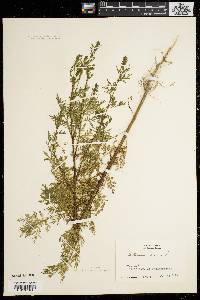 Artemisia annua image