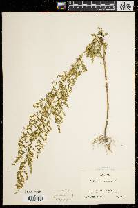 Artemisia annua image