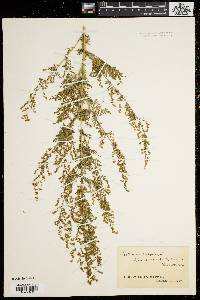 Artemisia annua image