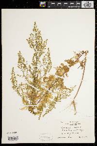 Artemisia annua image