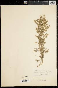 Artemisia absinthium image