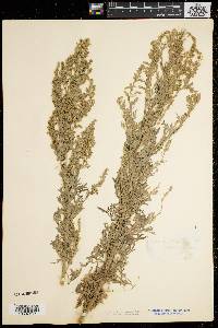 Artemisia absinthium image