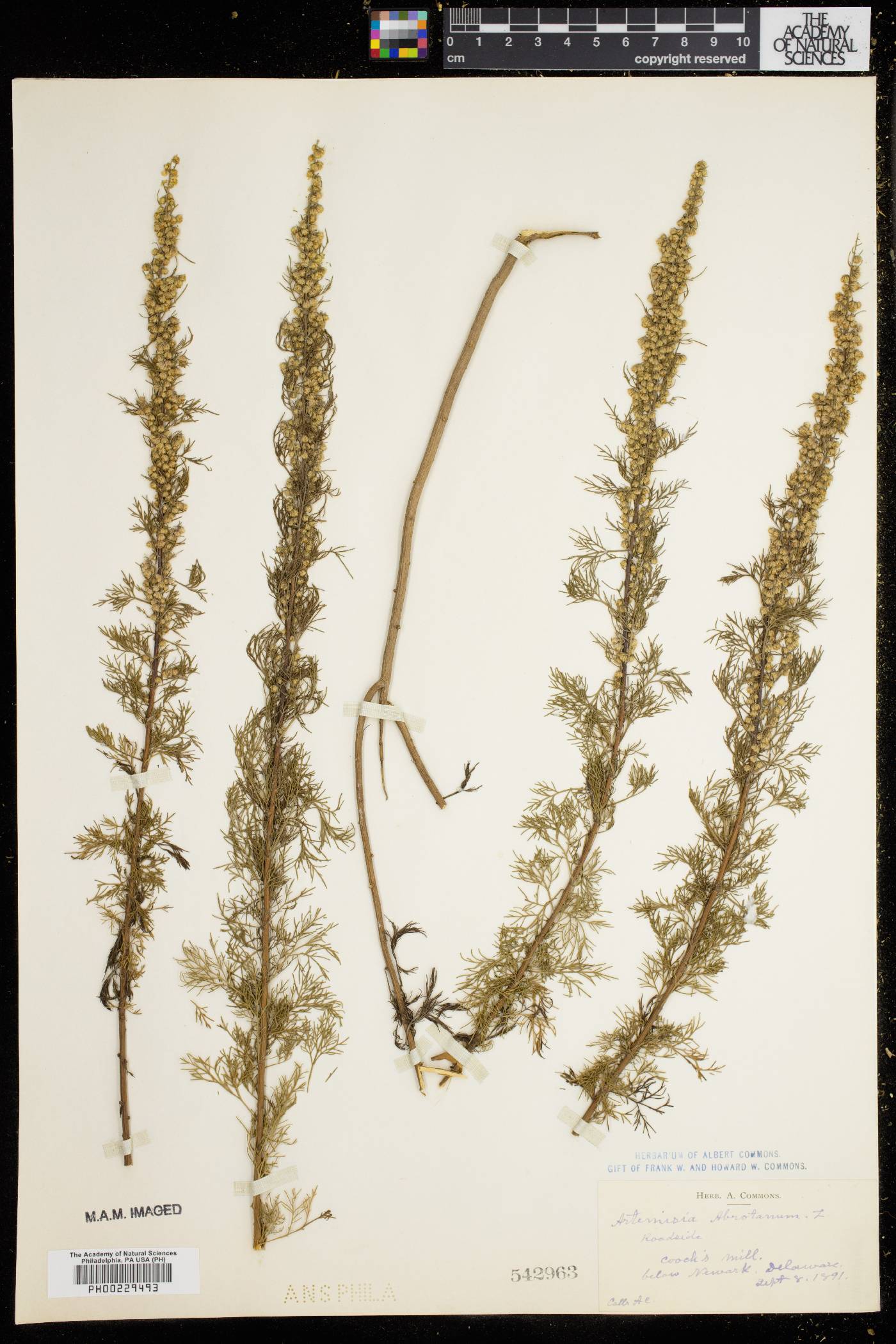 Artemisia abrotanum image