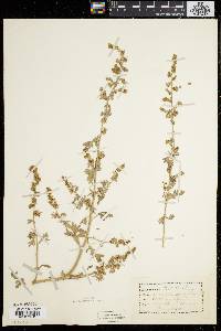 Artemisia absinthium image