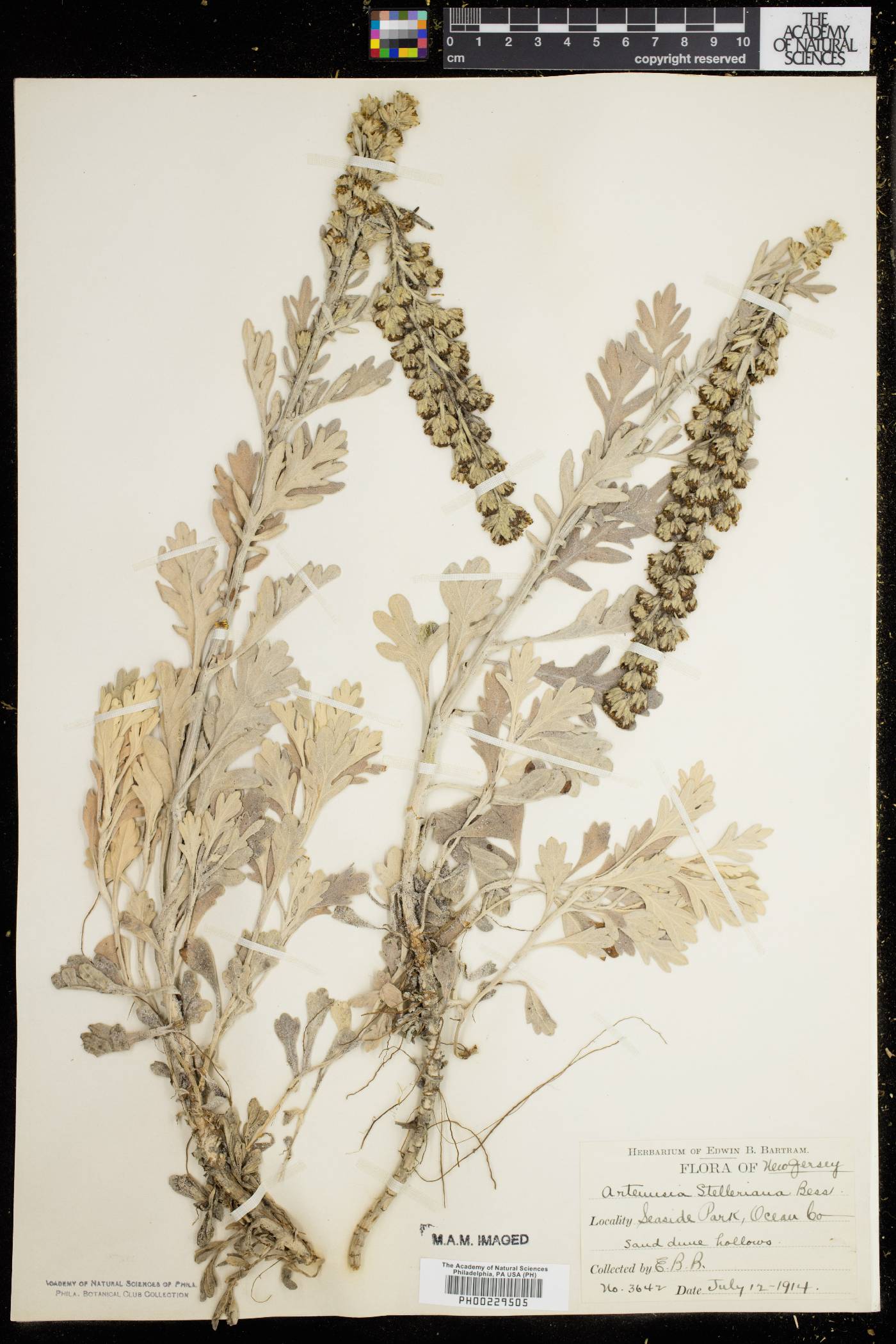 Artemisia stelleriana image