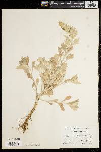 Artemisia stelleriana image