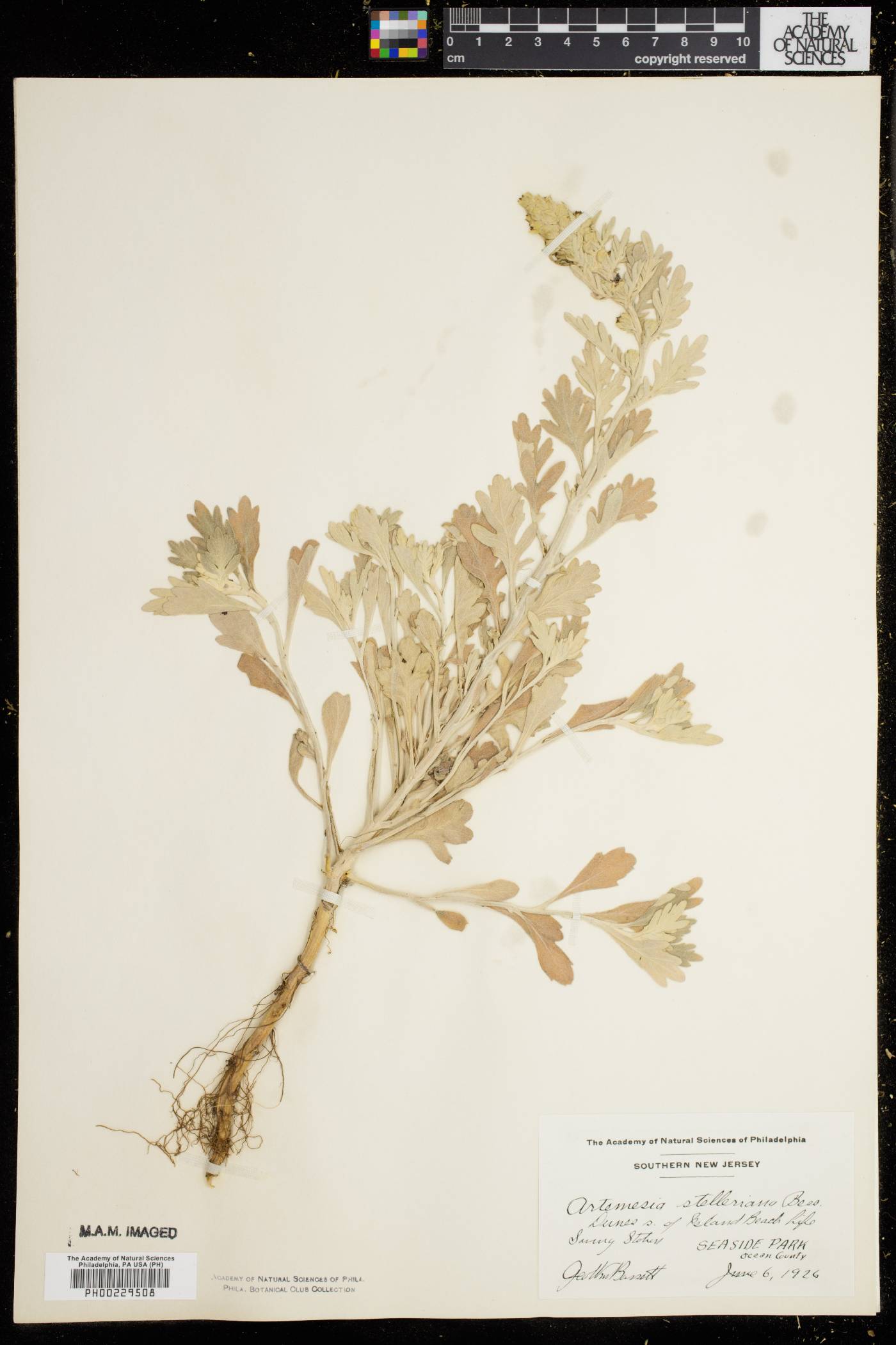 Artemisia stelleriana image