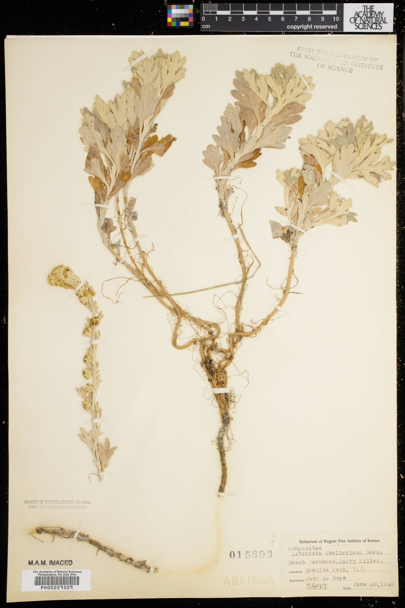 Artemisia stelleriana image