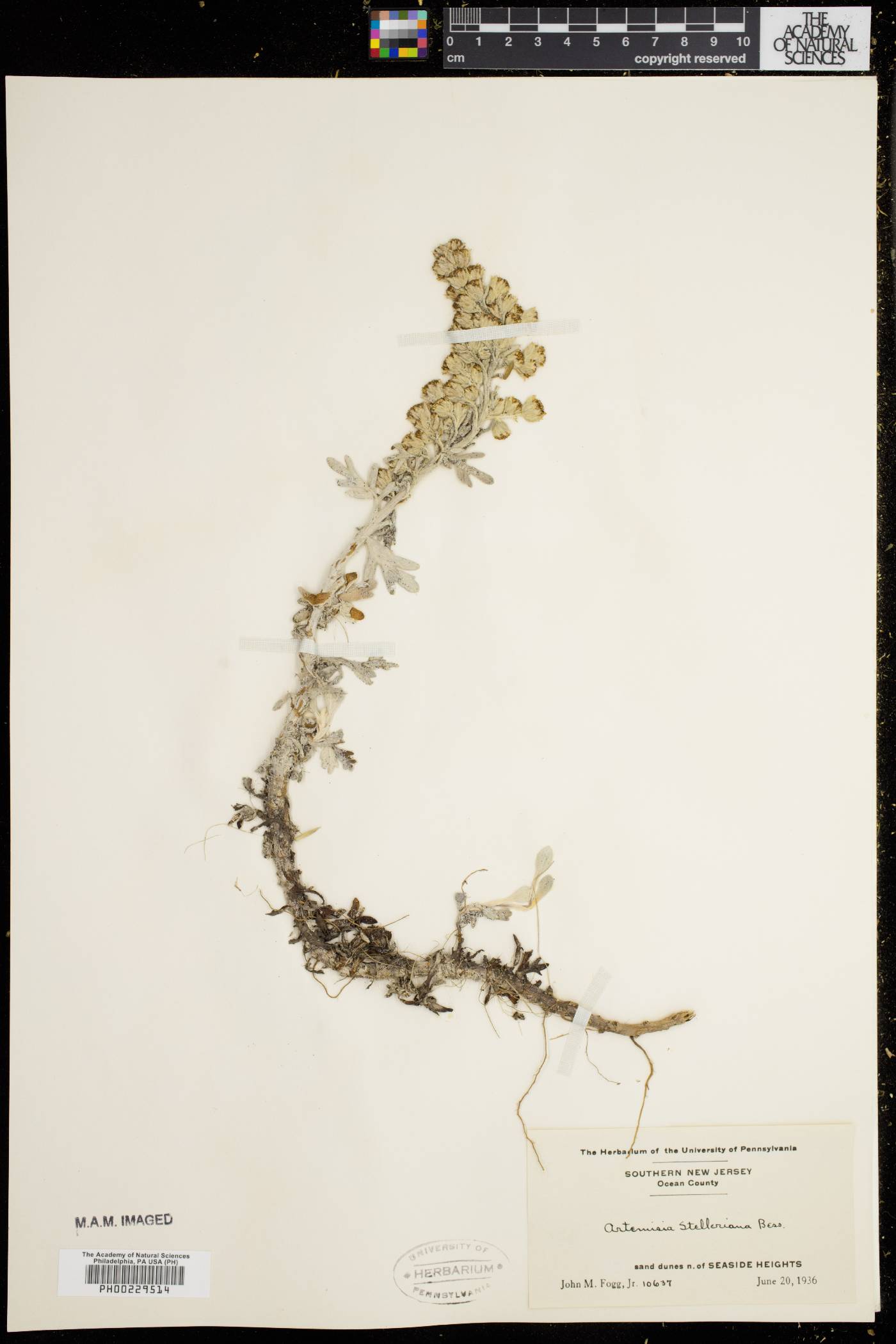 Artemisia stelleriana image