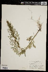 Artemisia biennis image