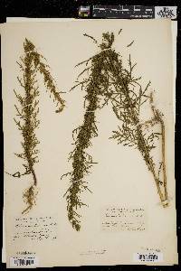 Artemisia biennis image