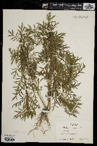 Artemisia biennis image