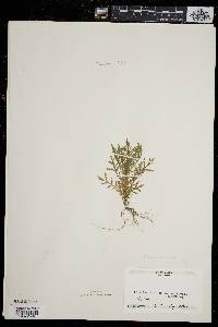 Artemisia biennis image