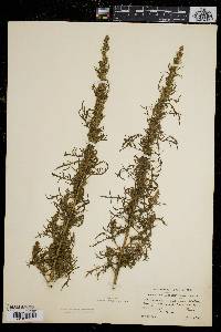 Artemisia biennis image