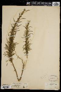 Artemisia biennis image