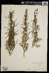 Artemisia biennis image