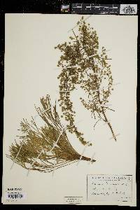 Artemisia canadensis image
