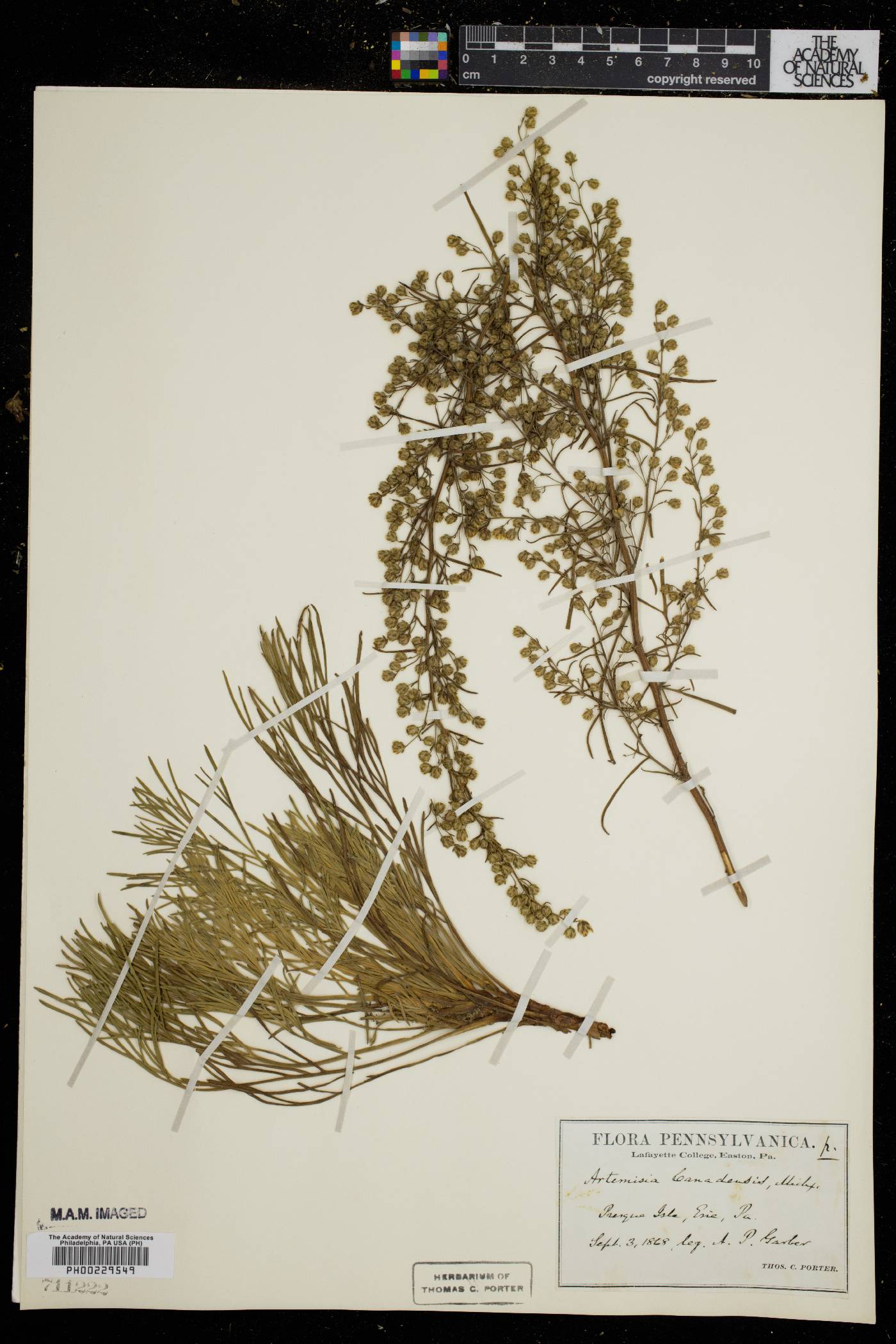 Artemisia canadensis image