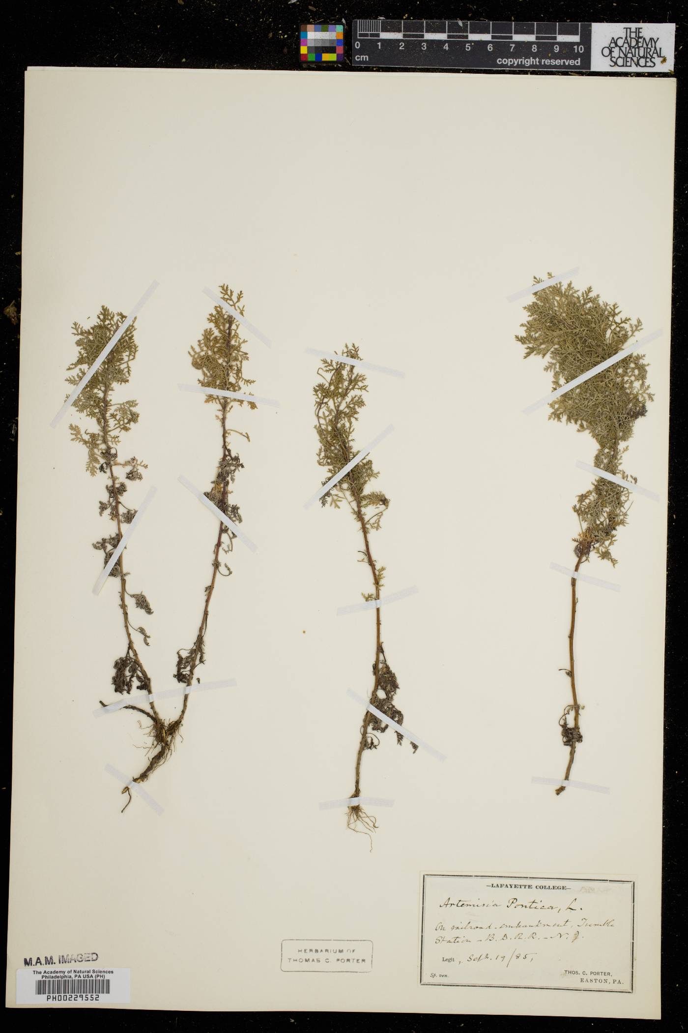 Artemisia pontica image