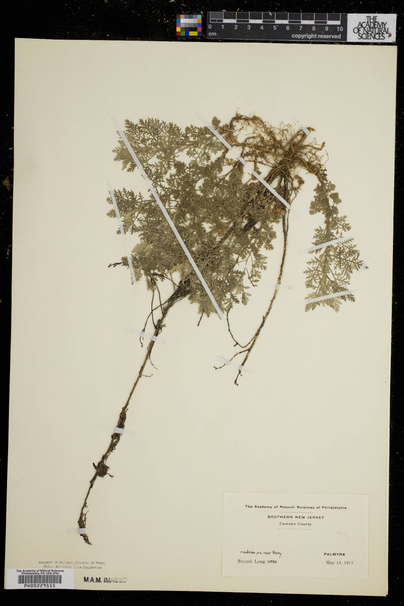 Artemisia pontica image
