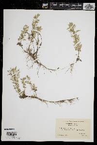 Artemisia pontica image