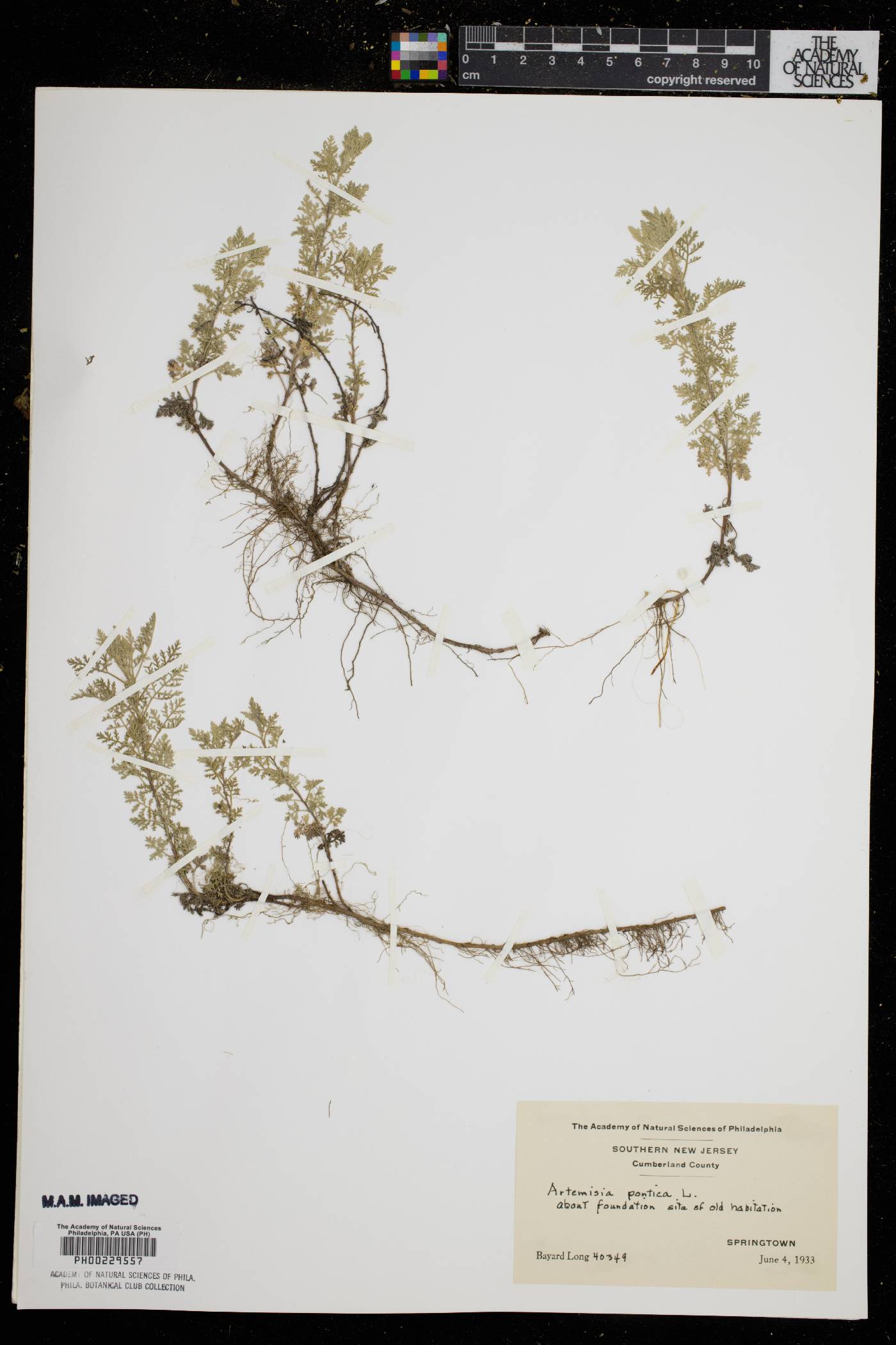 Artemisia pontica image