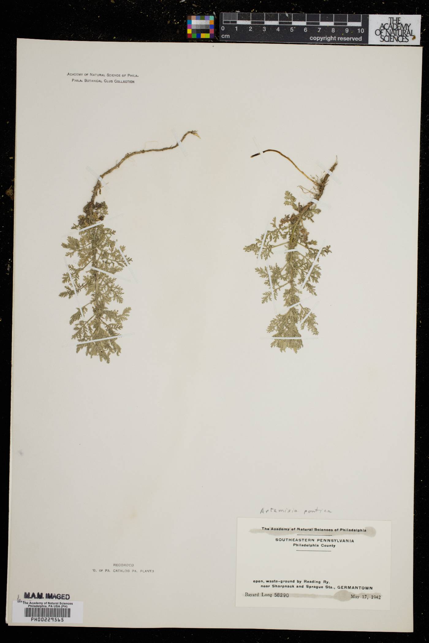 Artemisia pontica image