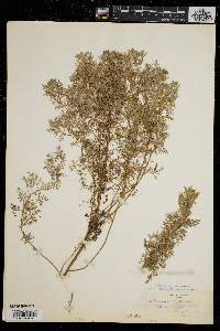 Artemisia pontica image