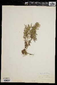 Artemisia pontica image