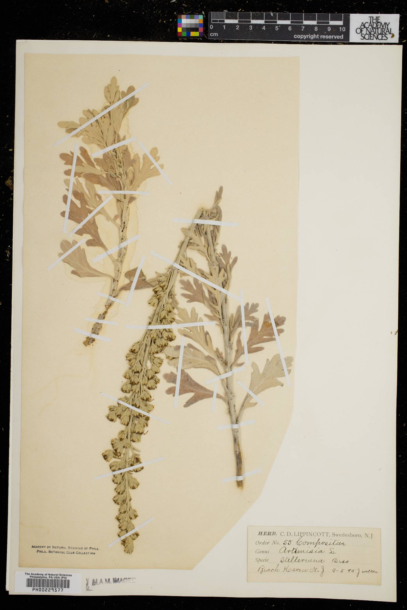 Artemisia stelleriana image