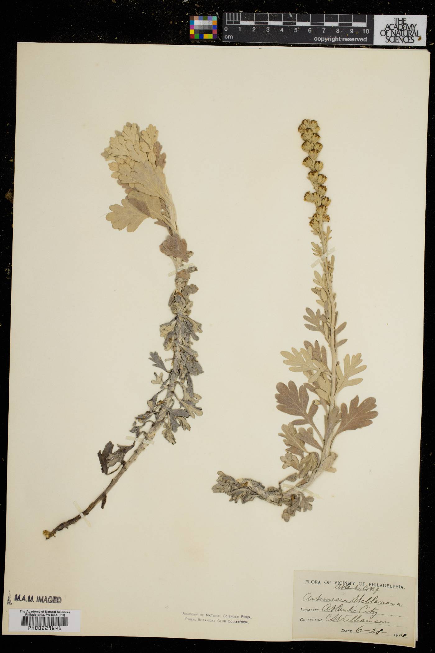 Artemisia stelleriana image