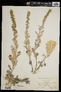 Artemisia stelleriana image