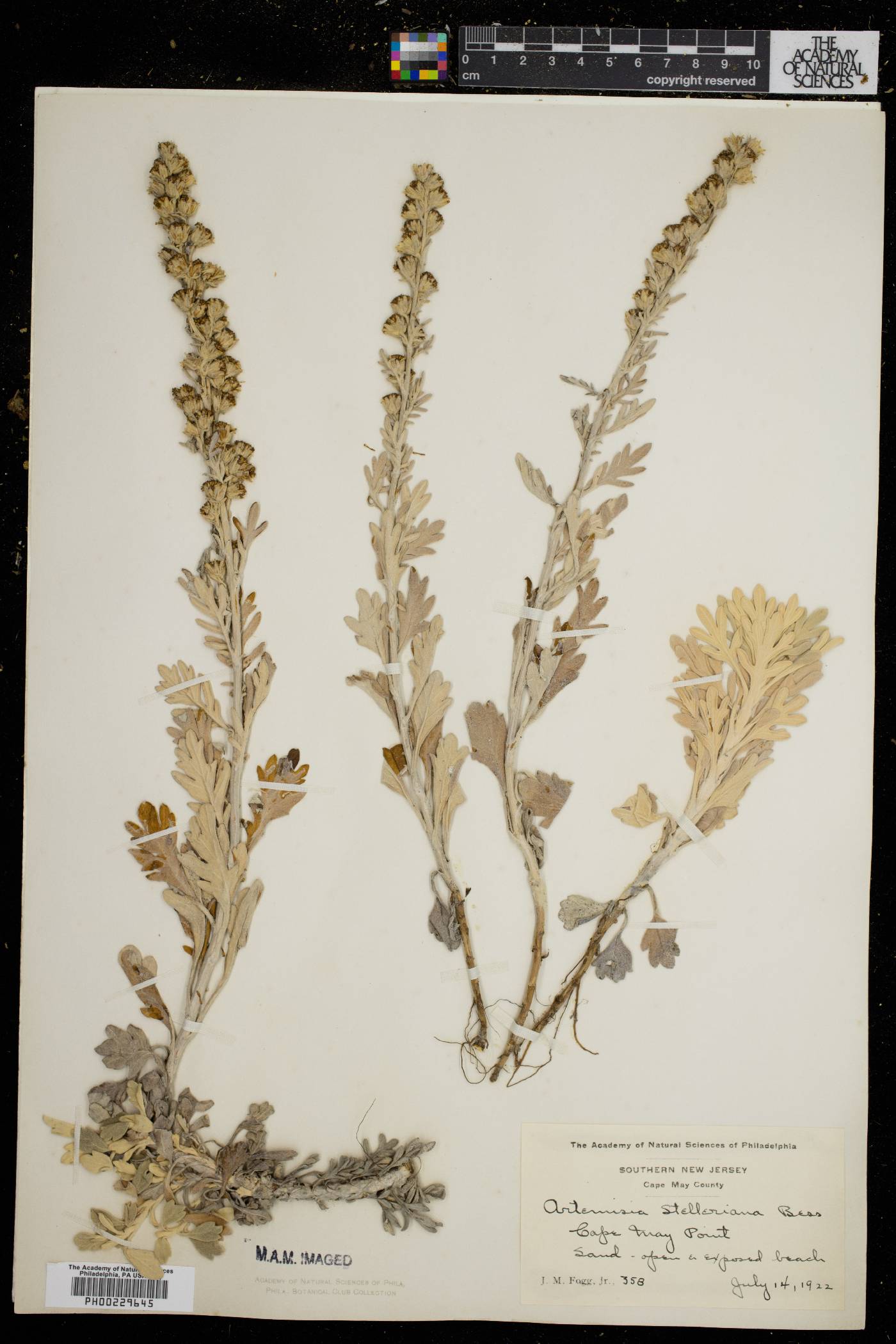 Artemisia stelleriana image