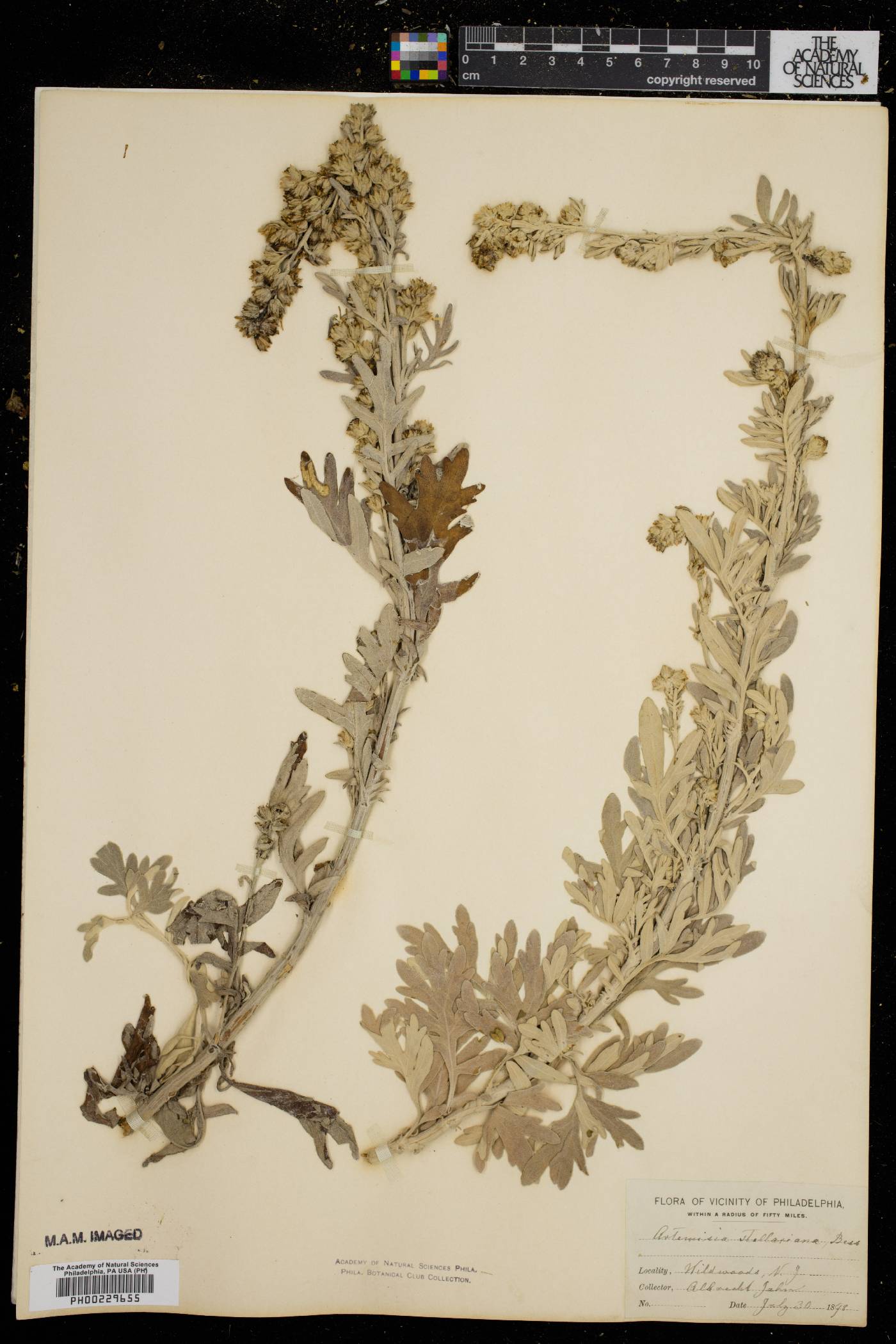 Artemisia stelleriana image