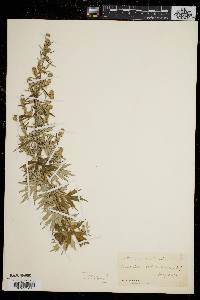 Artemisia vulgaris image