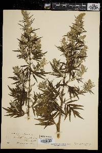 Artemisia vulgaris image