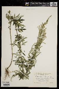 Artemisia vulgaris image